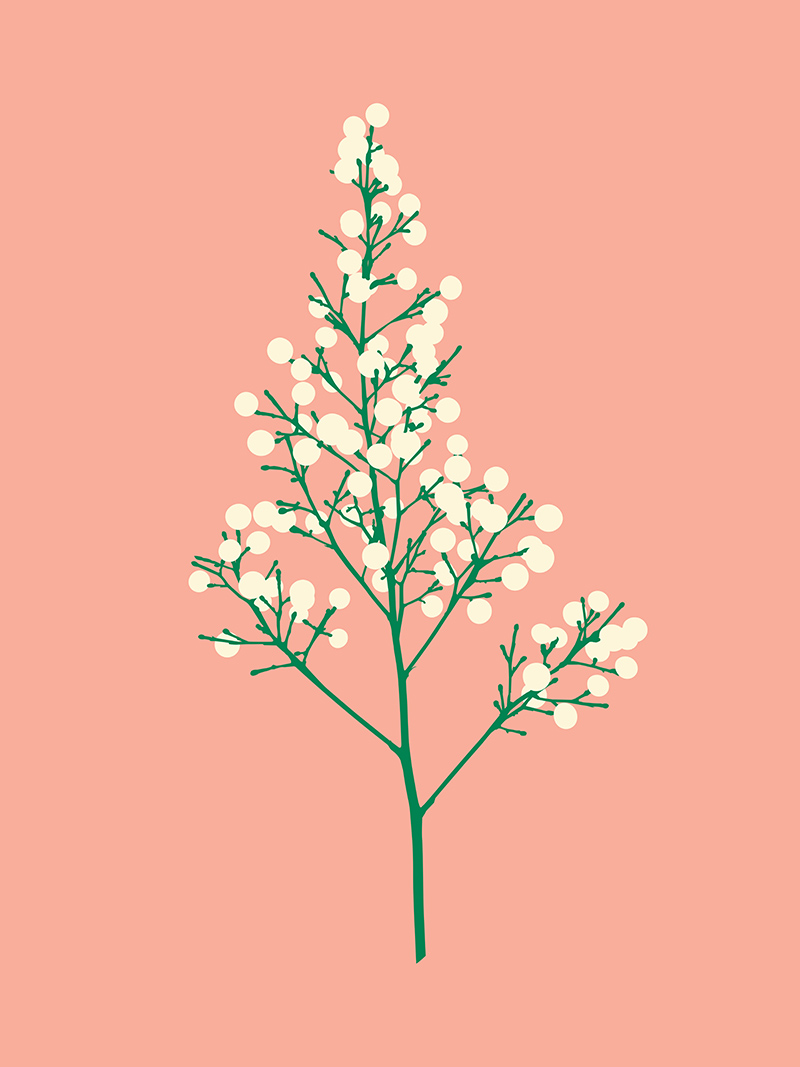 seeds blush vector art