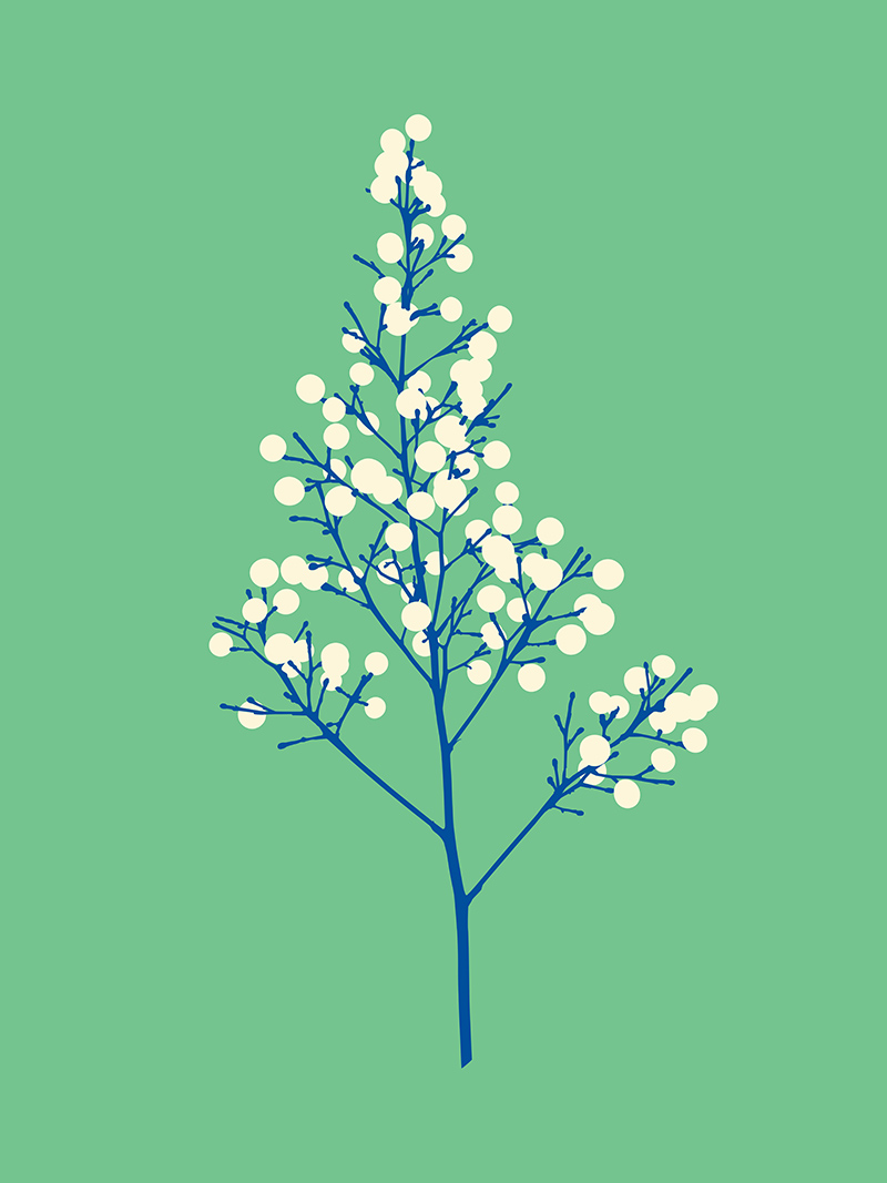 Seeds Mint Vector art